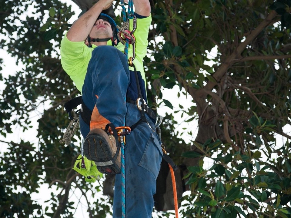 Qualified arborist working in a mature tree during a property survey in Lancashire