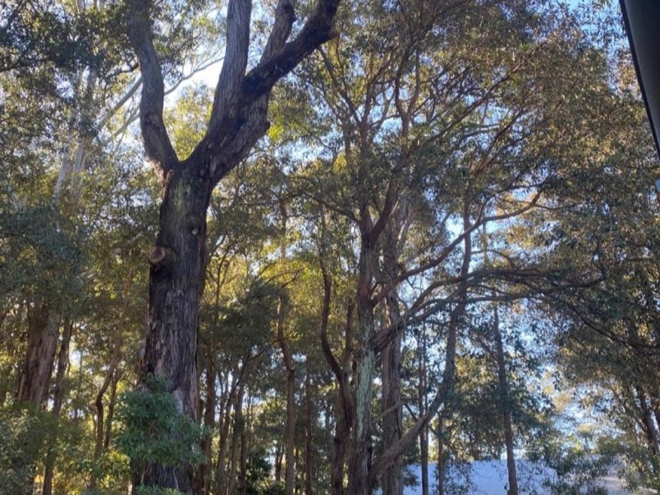 Mature trees in a Lancashire parkland setting due for routine re-inspection